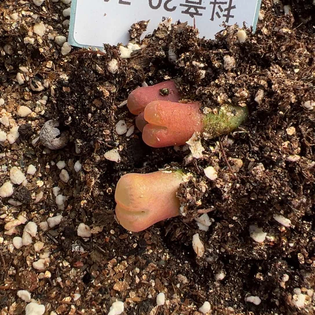 ?**?20-74粉姬风铃多肉