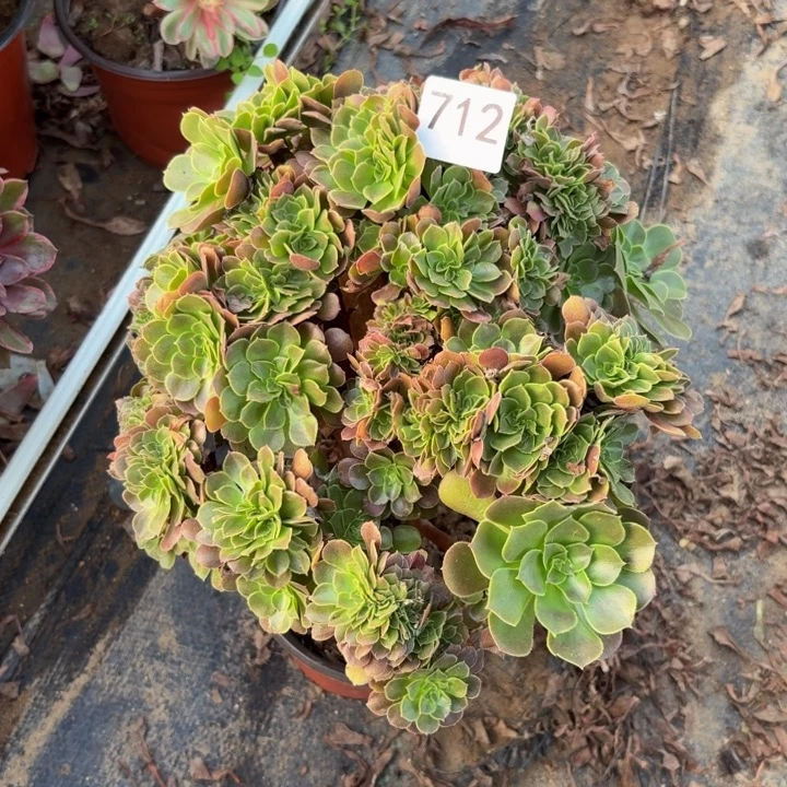 玫瑰缀多肉植物不包损712