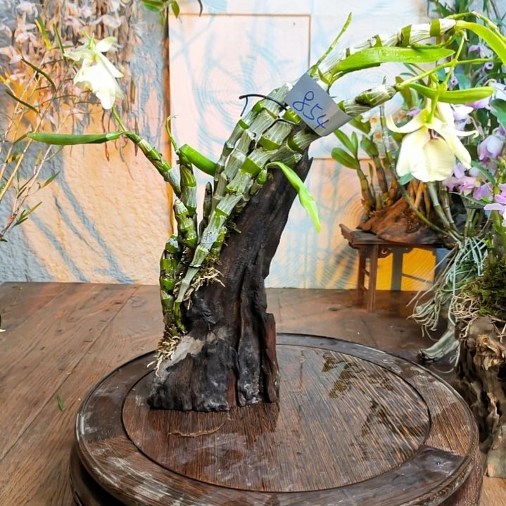 854大花血色花，花，花，花