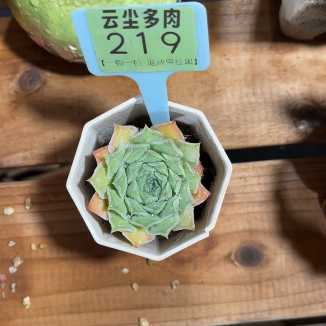 b***n云尘多肉一物一拍219