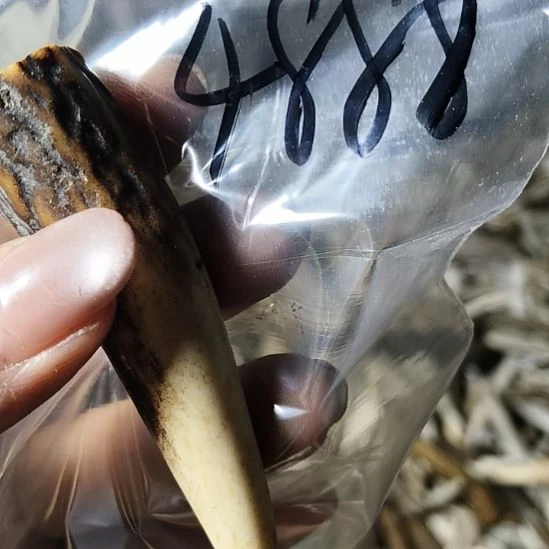 用***1非金属无鹿角鹿角鹿角