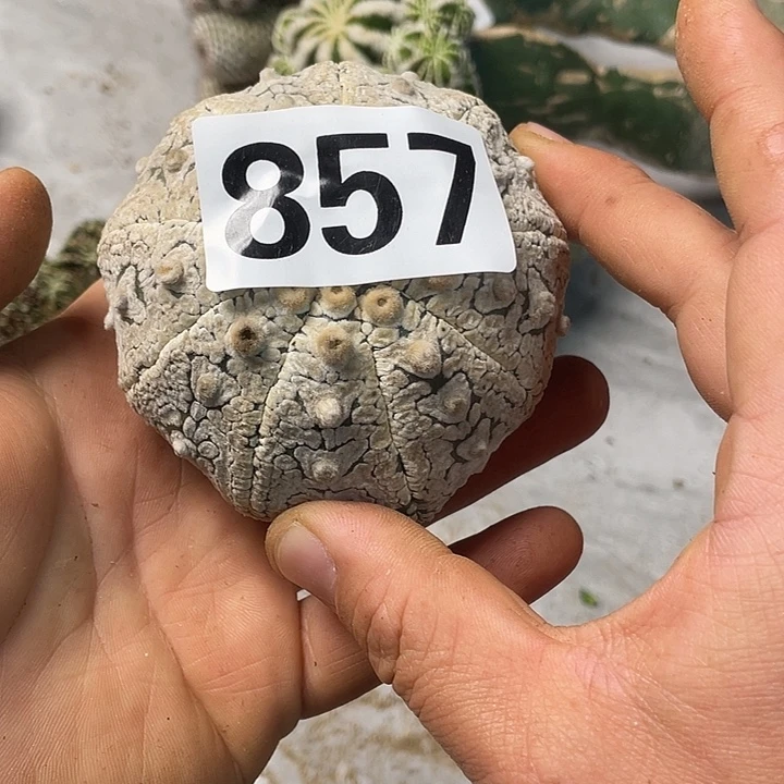 完全开放857兜一个