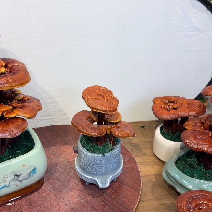 无花朵柠*灵芝8888888888888888