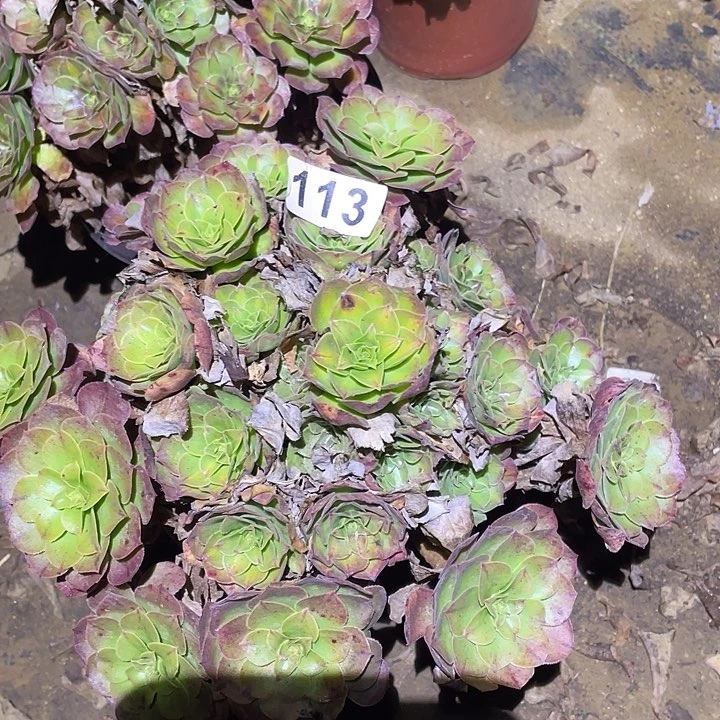 多肉植物断枝不包113万圣节