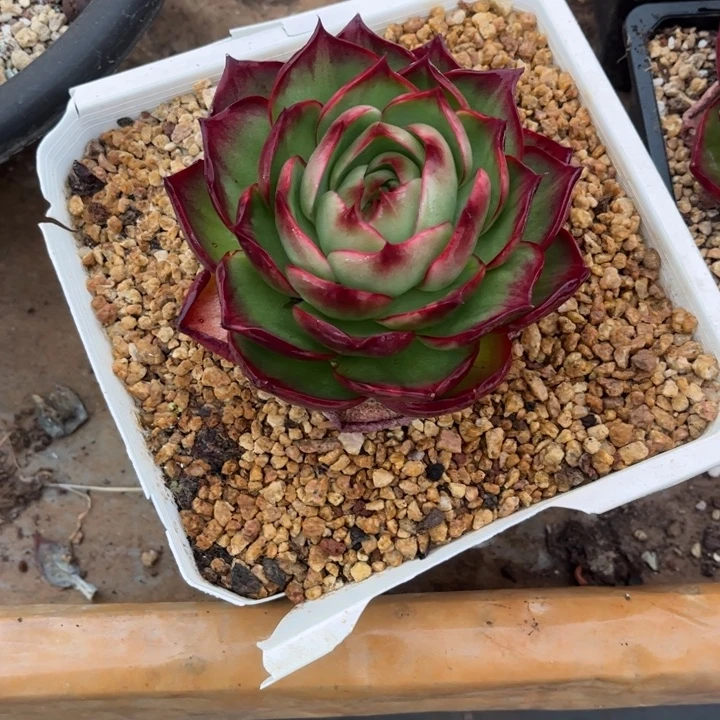 信***宇惊鸿仙子多肉植物603