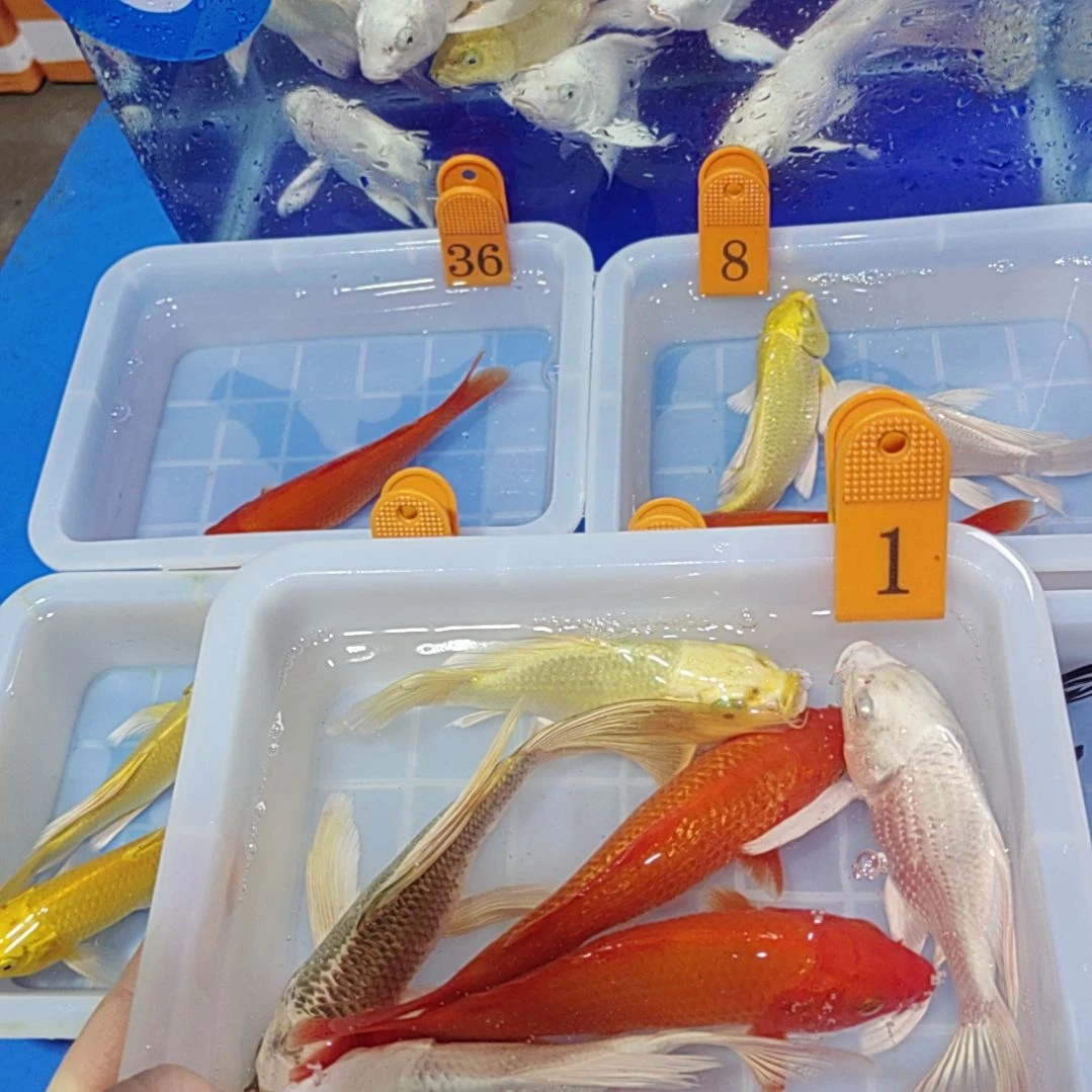 锦鲤红红火火白蝴蝶