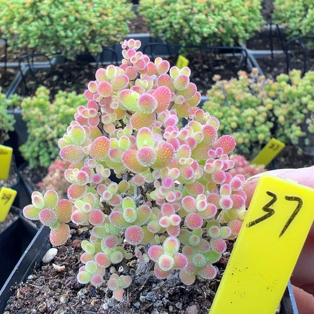 蜜橘糖球37号5.5cm盆