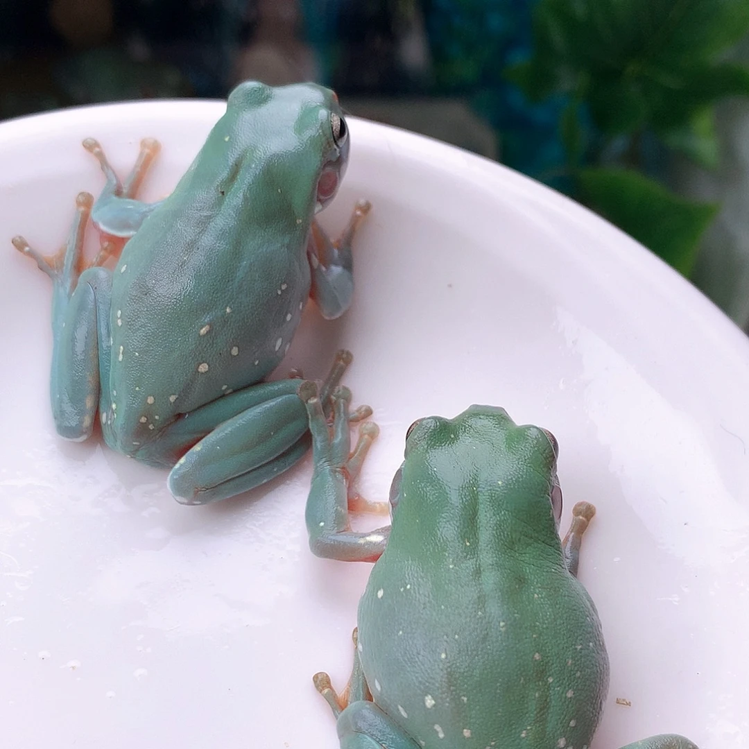 老爷树蛙Ii专拍超美