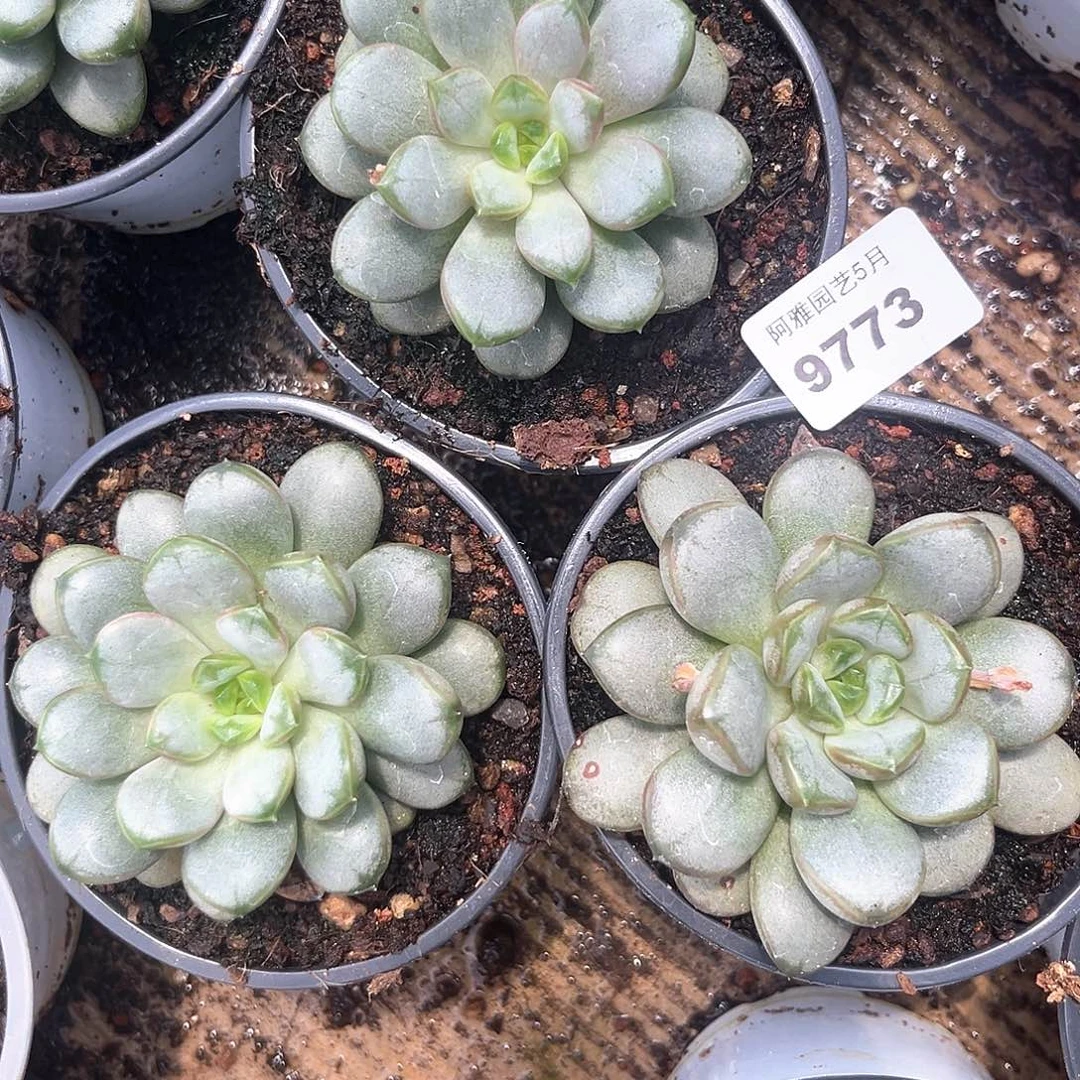 阿雅园艺。    9773葡萄三盆