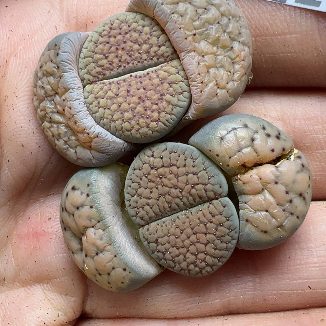 【闪购商品】289……