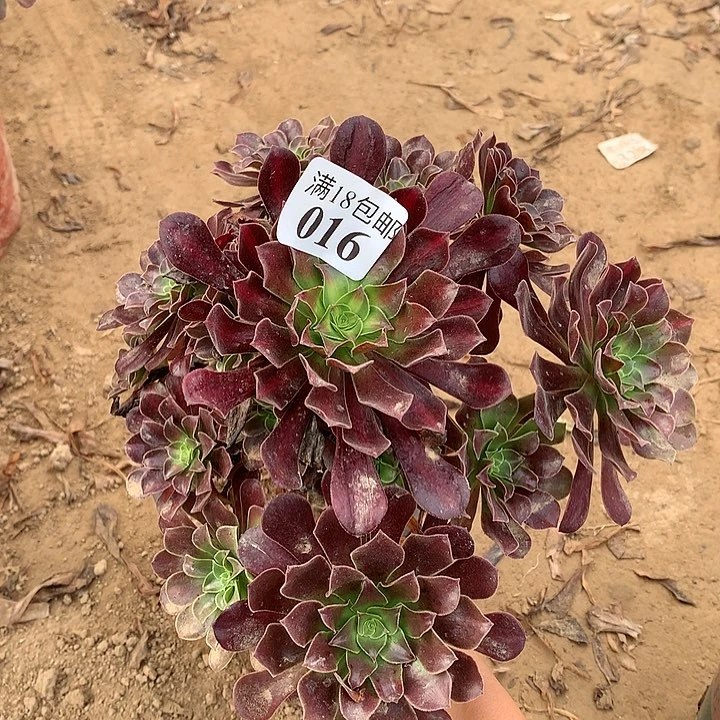 016花纳手捧2号棚