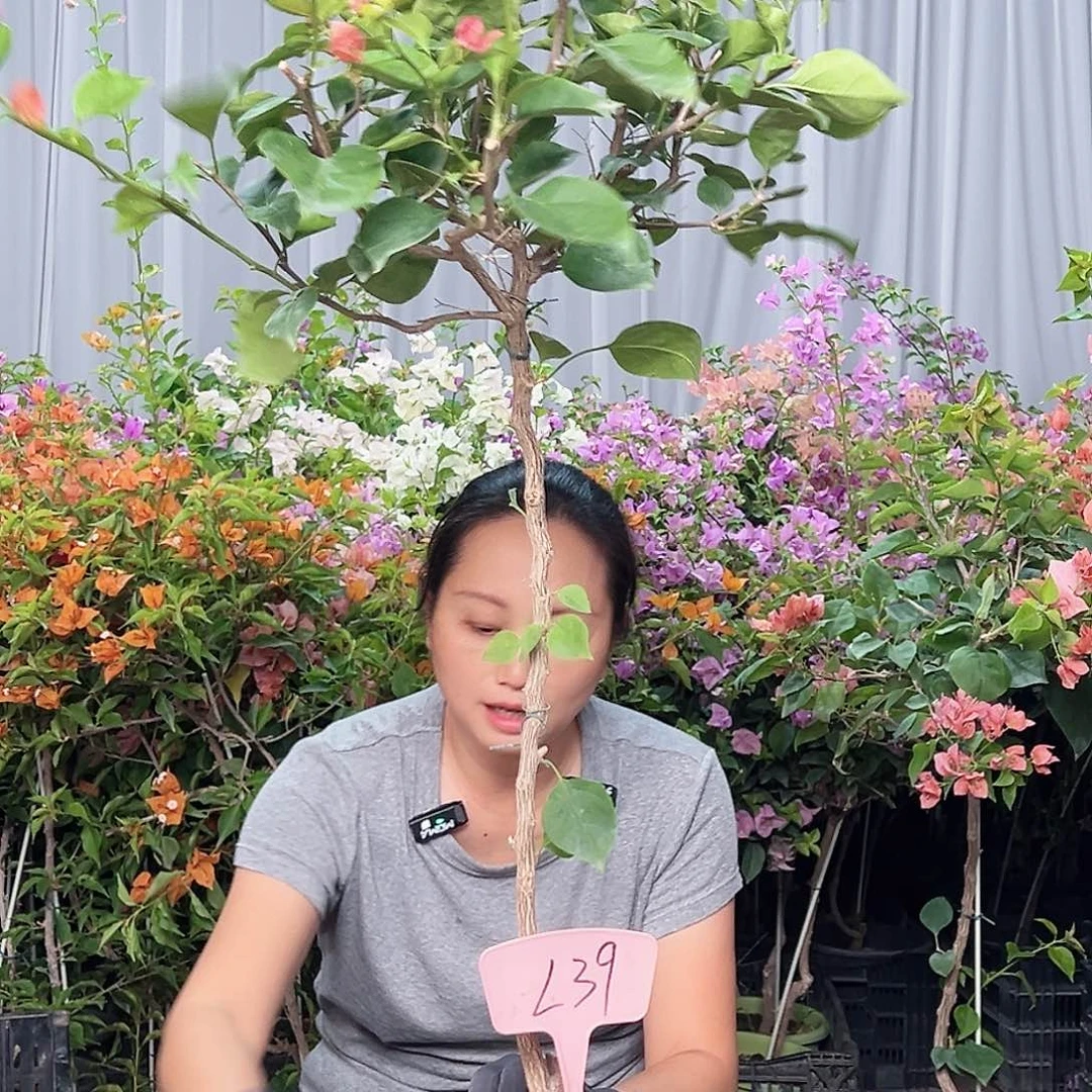 江***淳当前无花栽培后可以开花L39不甜西瓜