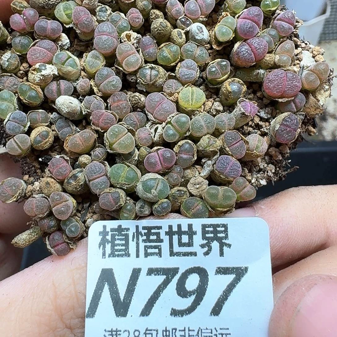 多肉植物的润泽从v