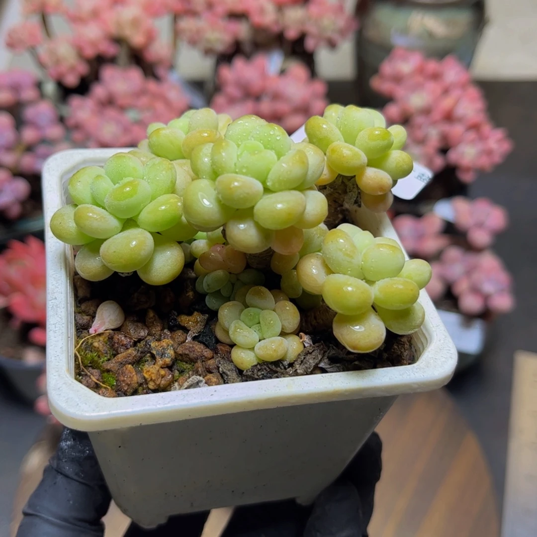 227洛可可8厘米多肉植物