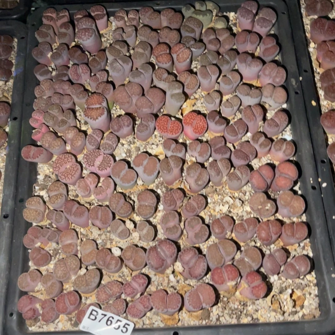 雨****7655福利筐1不售后