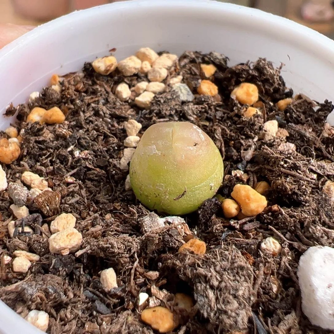 多肉植物30号粉拉登