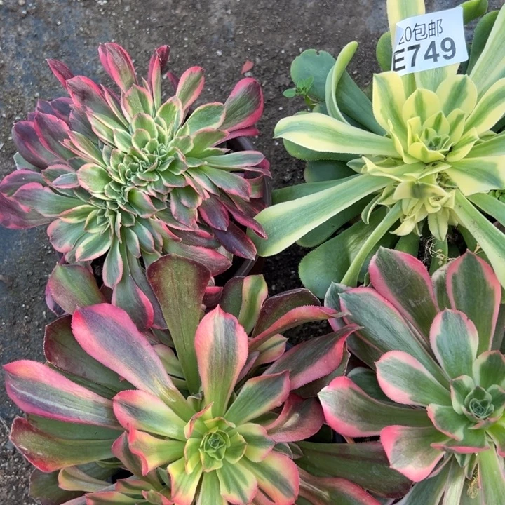多肉植物749不售后