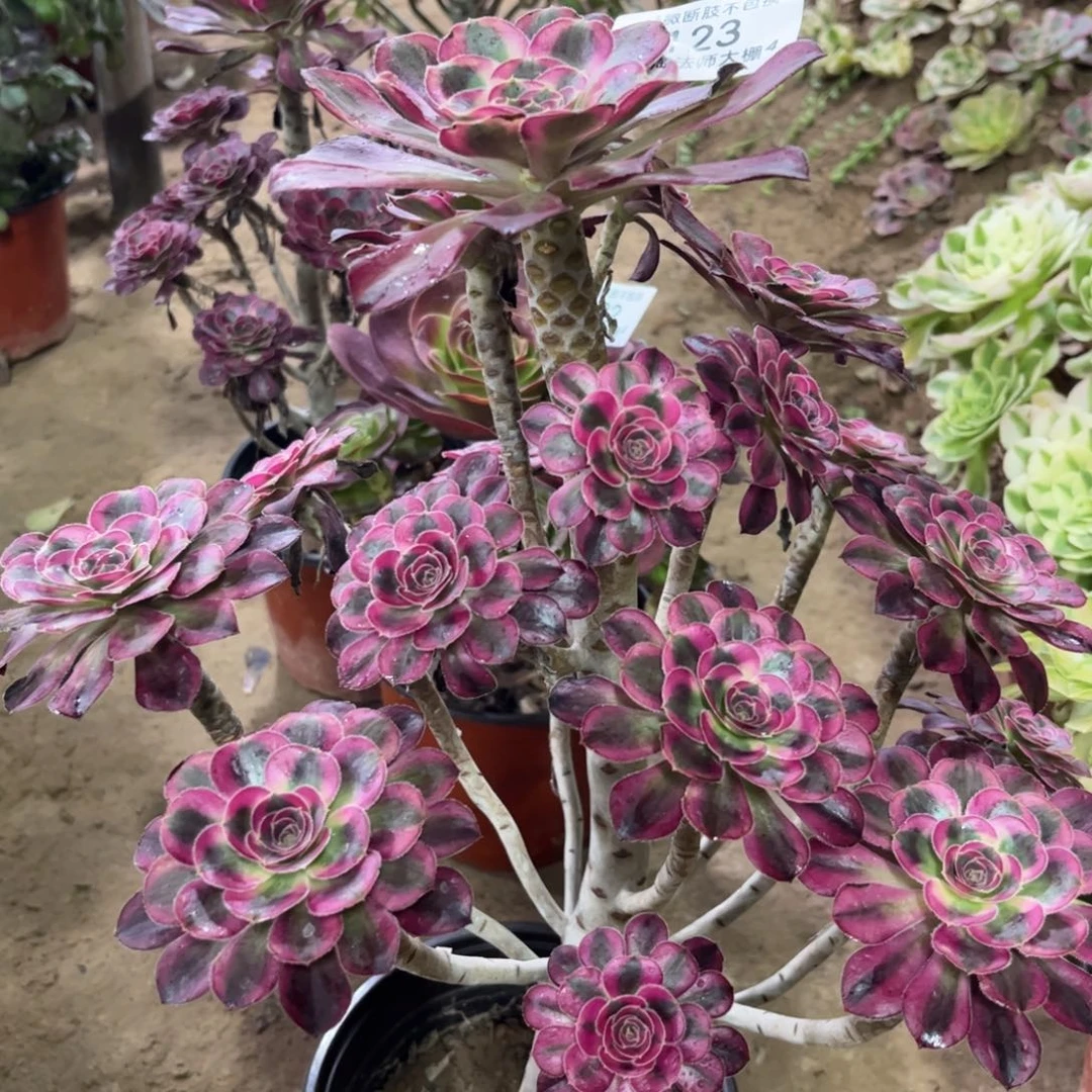 123丽娜多肉植物多肉植物