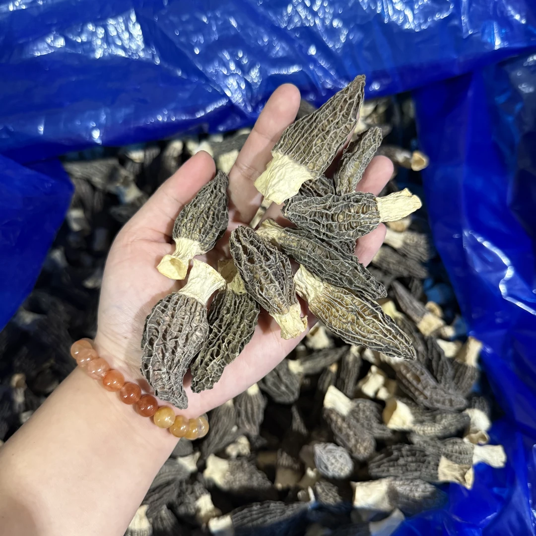 六妹头茬羊肚菌 珠海发货 煲汤蒸蛋蒸鸡酿肉酿虾滑营养丰富