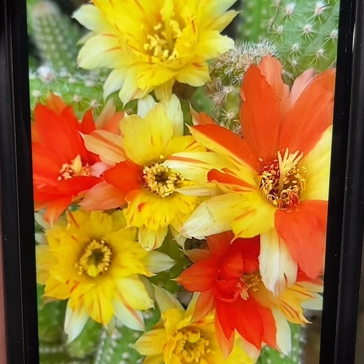 五根双色白檀大侧牙一组