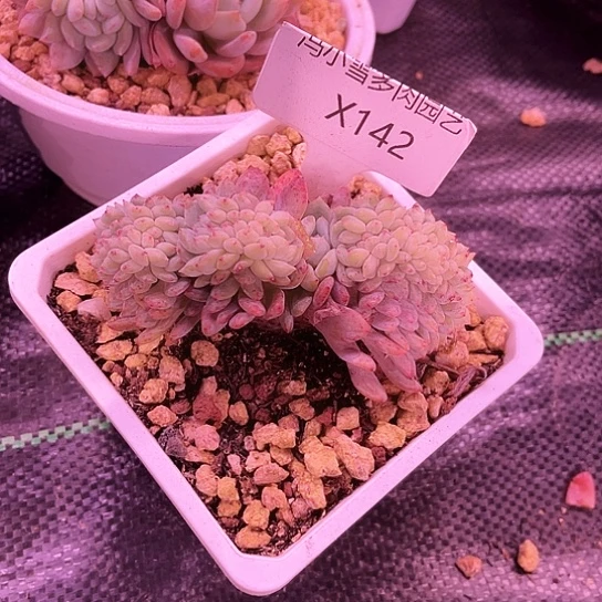 我是第一百个为妖刀应援滴打酱油