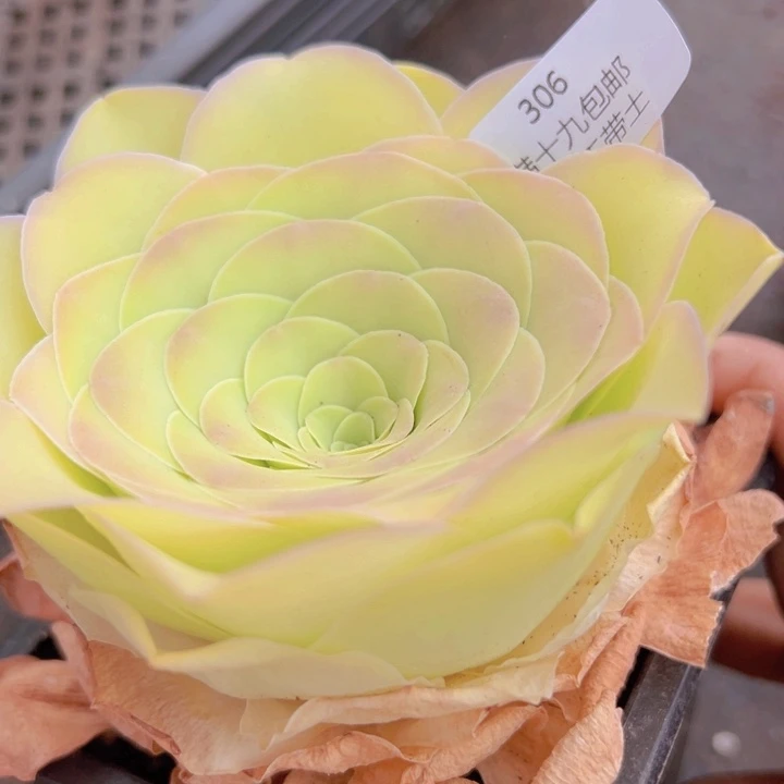 306 裸根不带土发货不包损