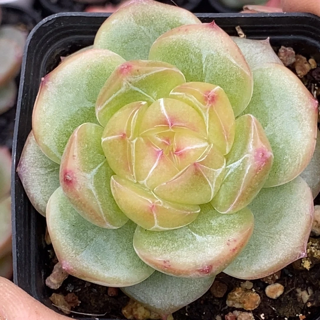 天官赐福百无禁忌