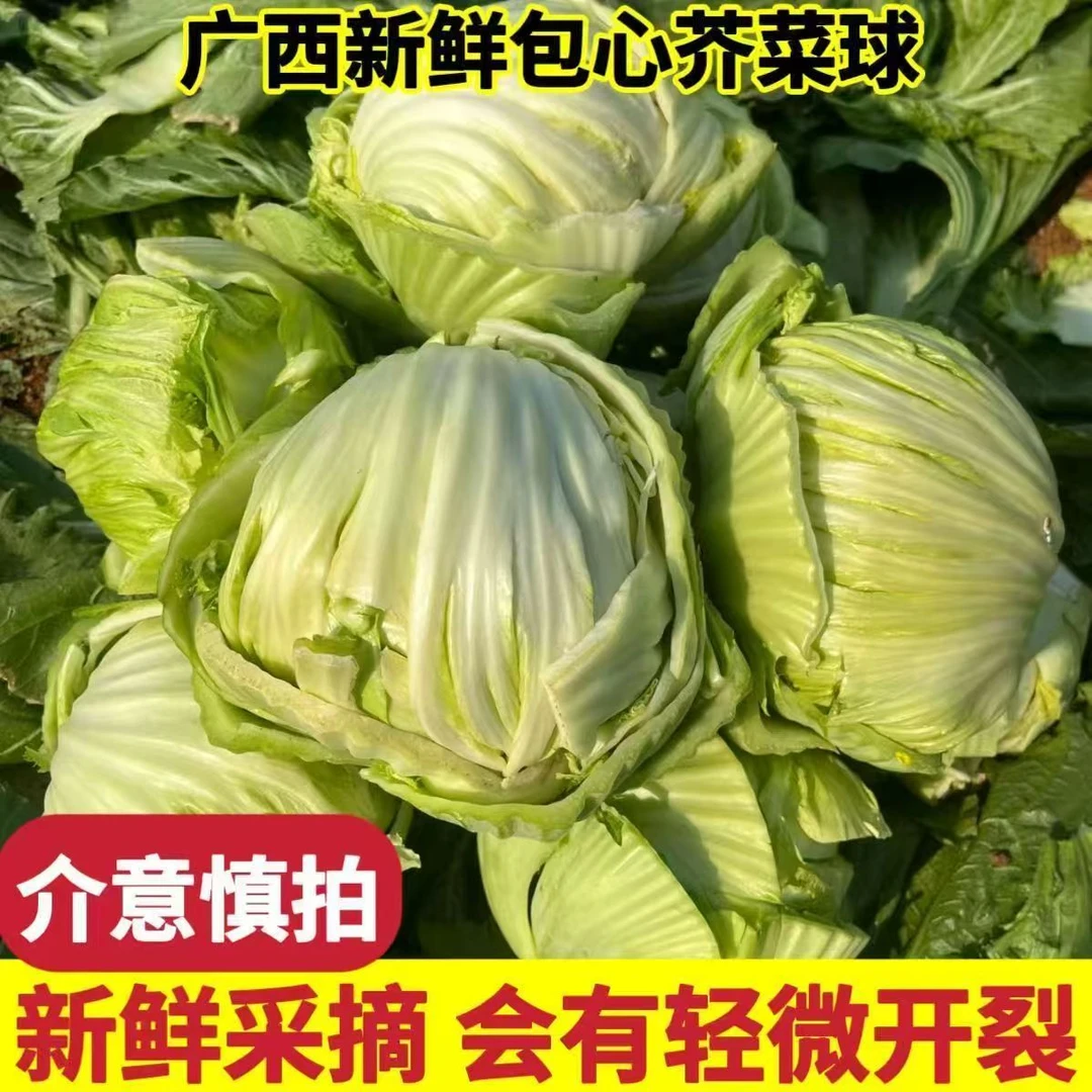 广西横县正宗大菜芥菜球新鲜卷心菜包心芥菜球大苦菜大菜农家自种
