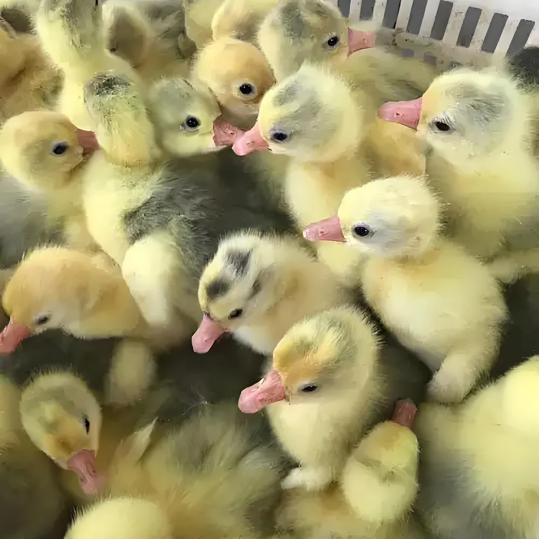 顺丰包邮  宠物鸭  霍尔多巴吉