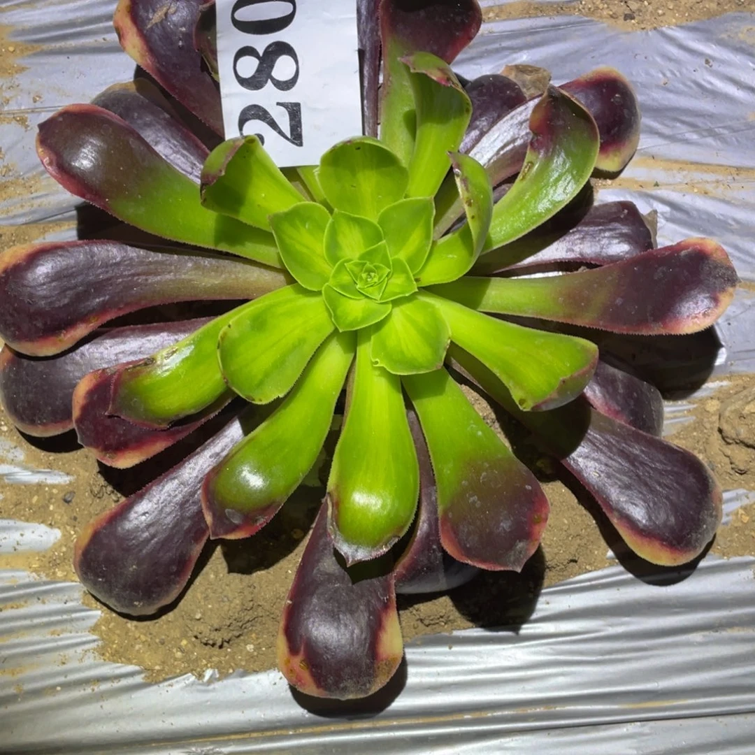 欧佳丽七彩多肉植物多肉植物280