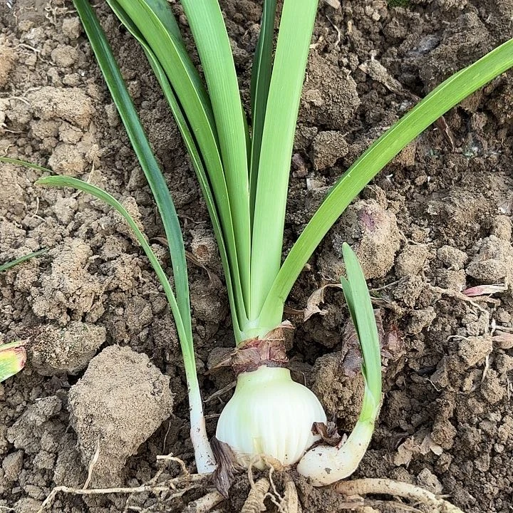 无花朵c****了花瓣衬裙4-5包对版