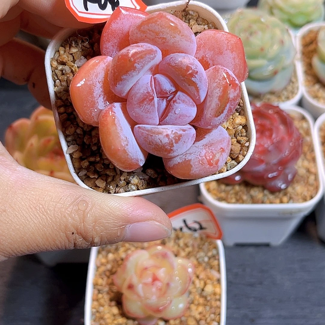 K64  玉娇珍妮 满18包邮