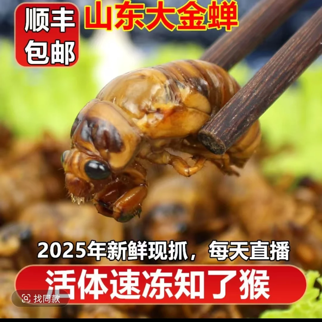 【张书记专属】2025年知了猴爬又顺丰包邮当季新鲜现抓现卖批发