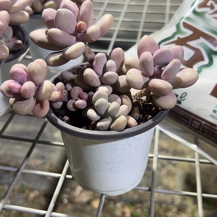 小盆桃蛋多肉植物精品