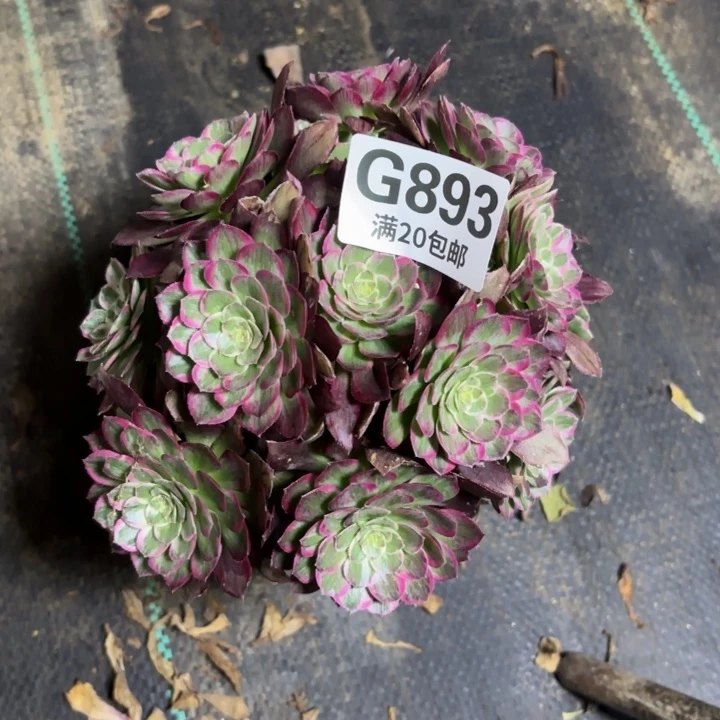 瑞妈一物一拍893