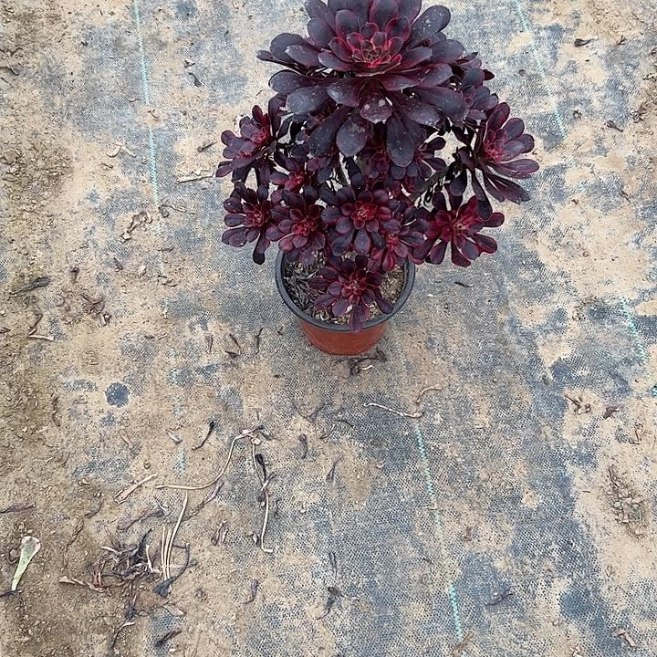恶*多肉法师植物链接58
