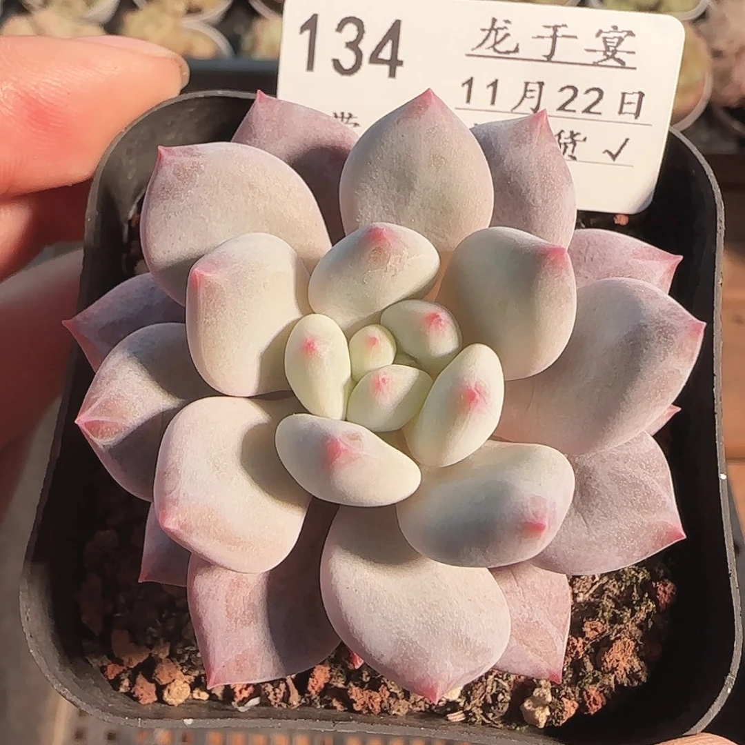 多肉1122-134龙纹麟