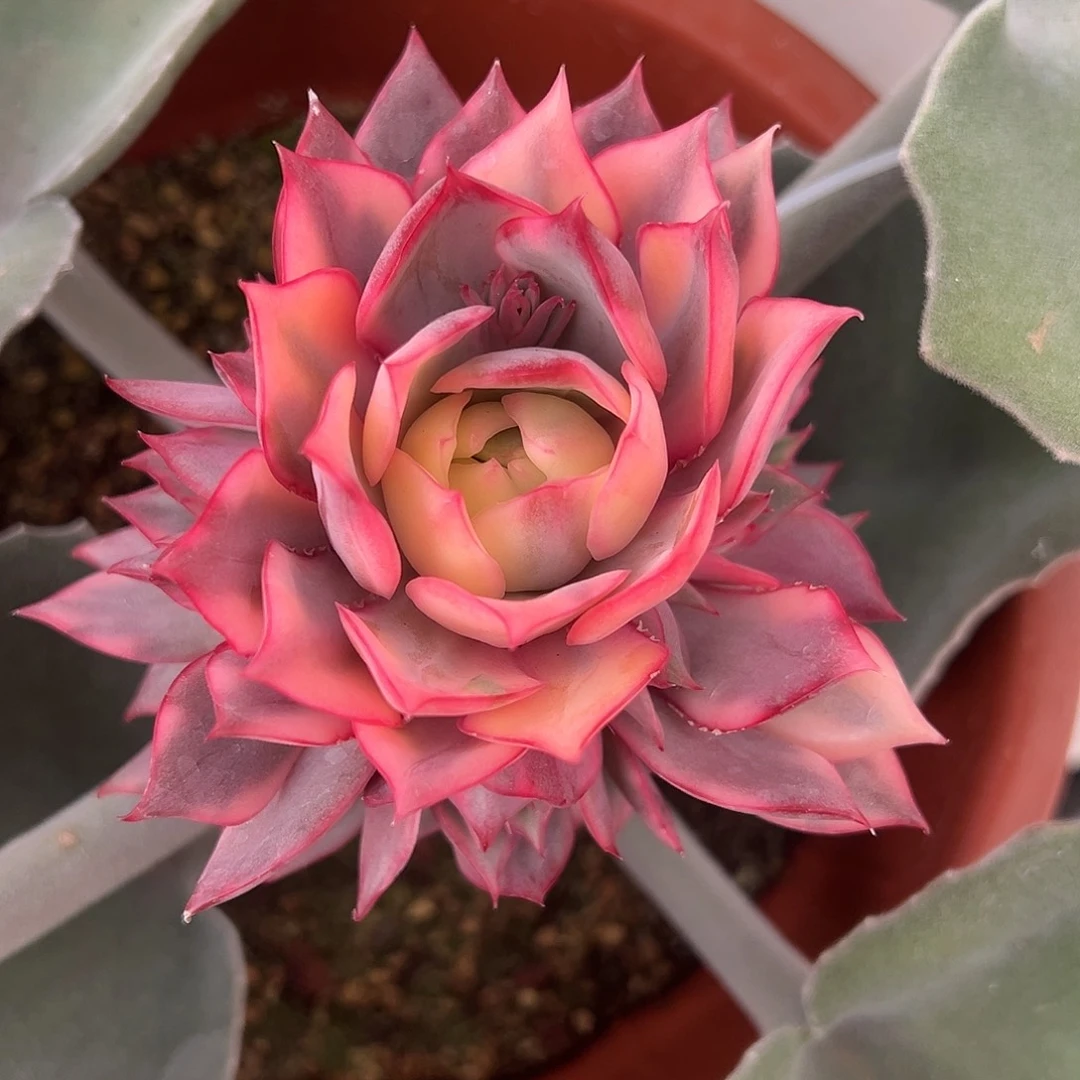 宝莲灯锦嫁接多肉植物