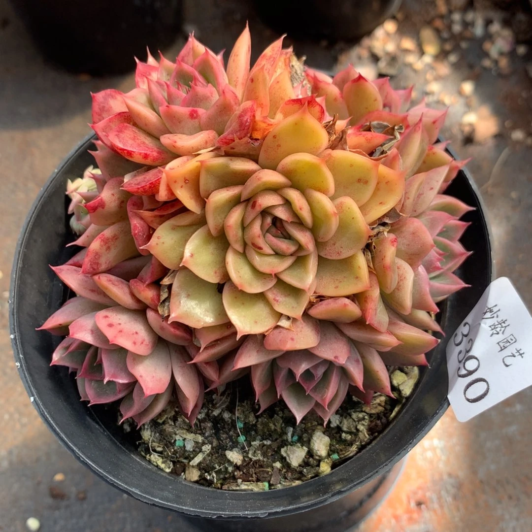 3390杂交精品基地11厘米