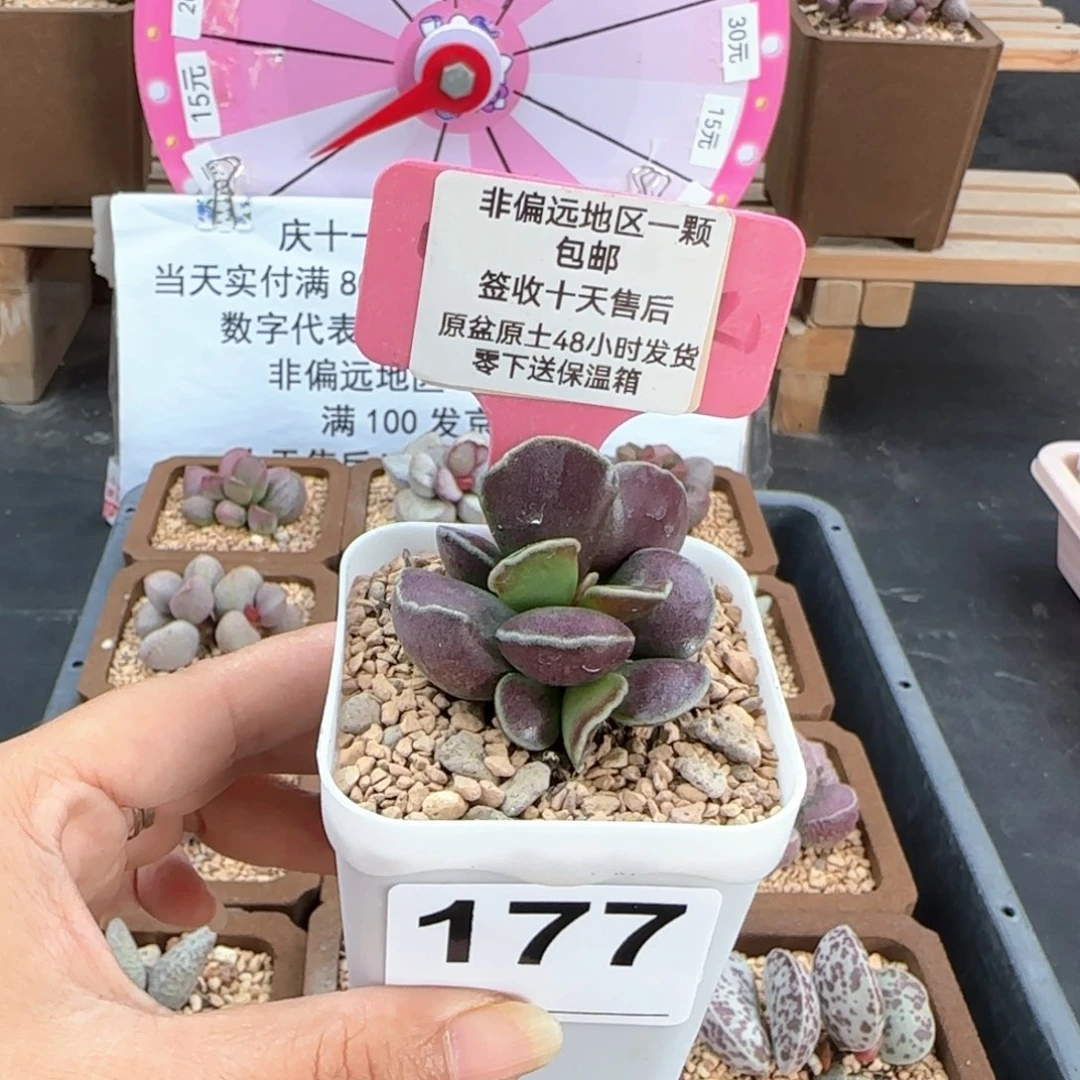 a****⁶177紫库博多肉植物