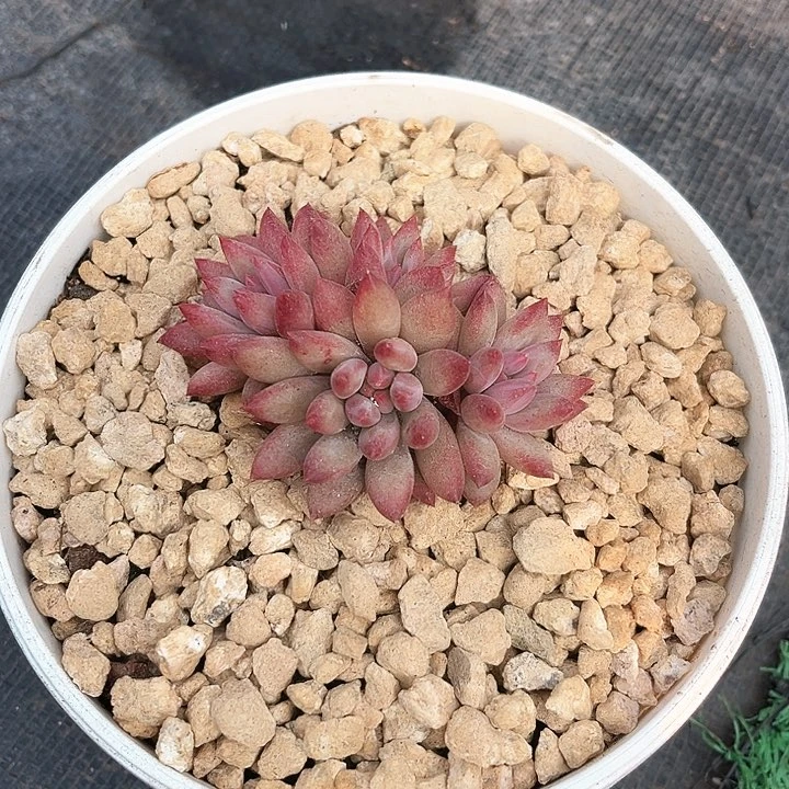 美****?我是第一百个为妖刀应援的阴阳