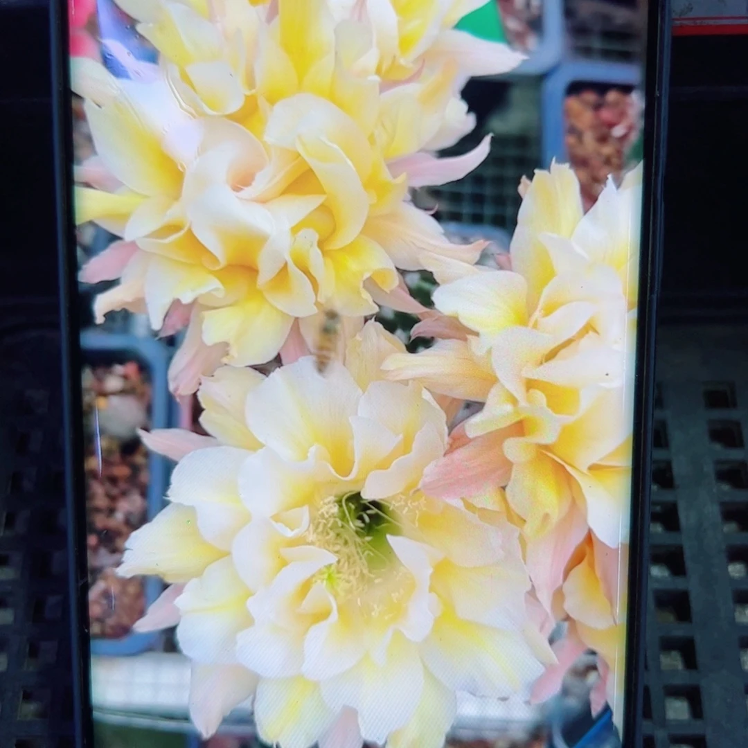 下77彩草依然歪无根侧芽4公分左右20包邮