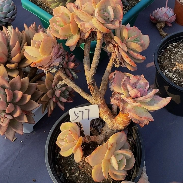 577白凤有瑕肉肉肉肉肉肉