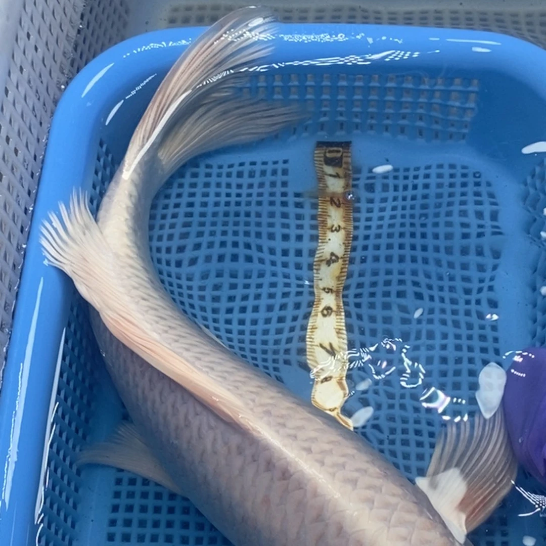 锦鲤冷水锦鲤包邮