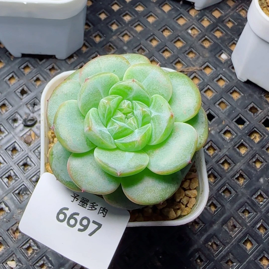 银竹，6697多肉植物