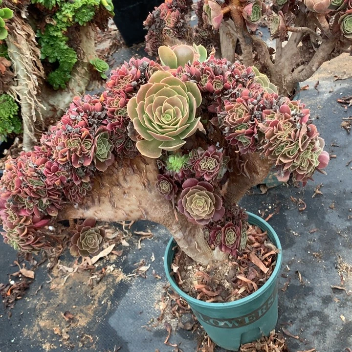 荷兰圆叶朵朵脱土发货啊