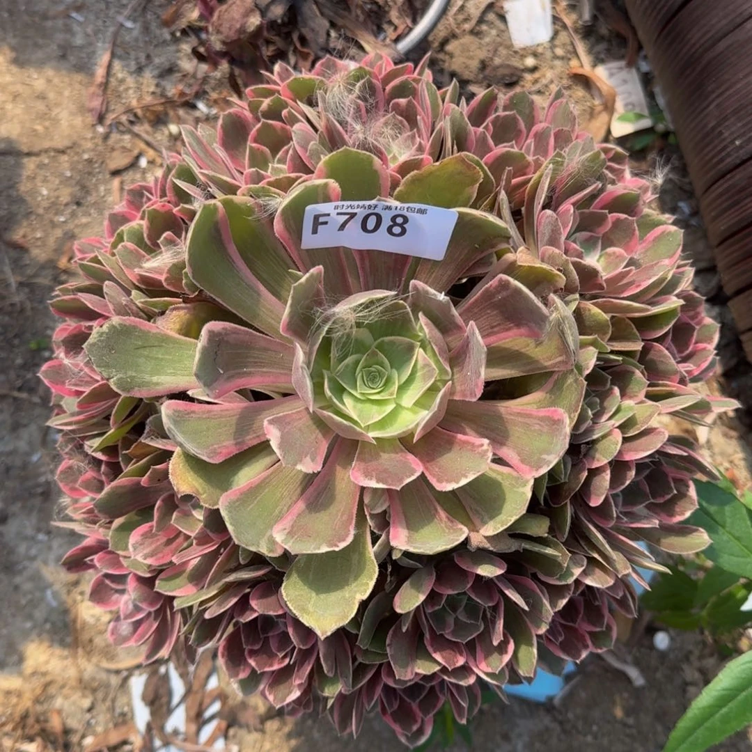 708浣纱，多肉植物