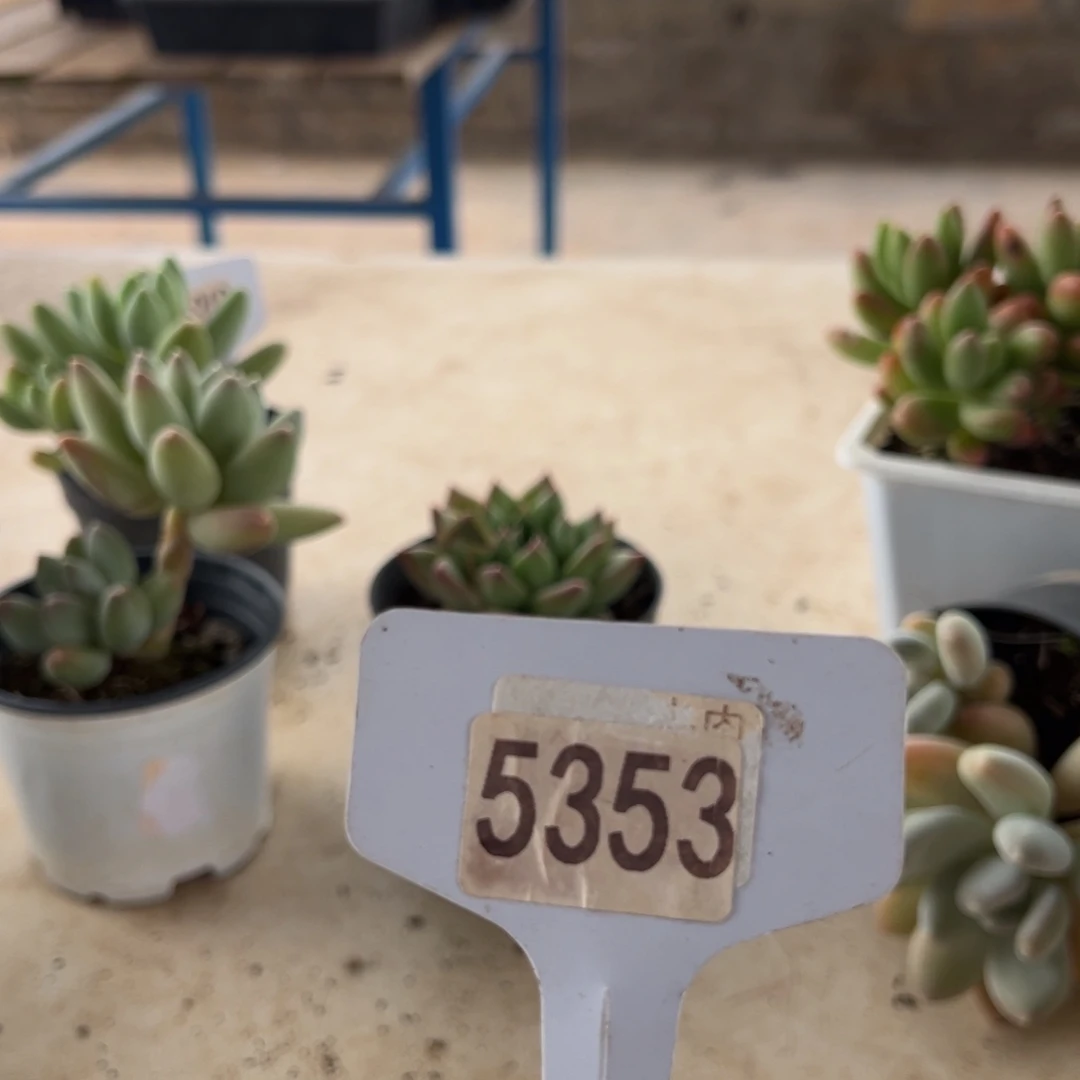 【闪购商品】P5353。 1111111111