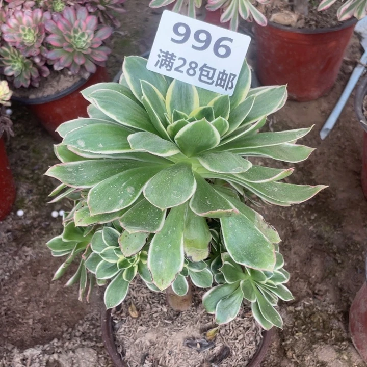 996大叶绿玫瑰二号棚B