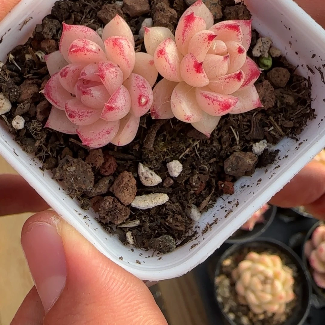 一物一拍麦秆珍妮04155